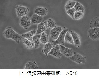 ヒト肺癌由来細胞 A549